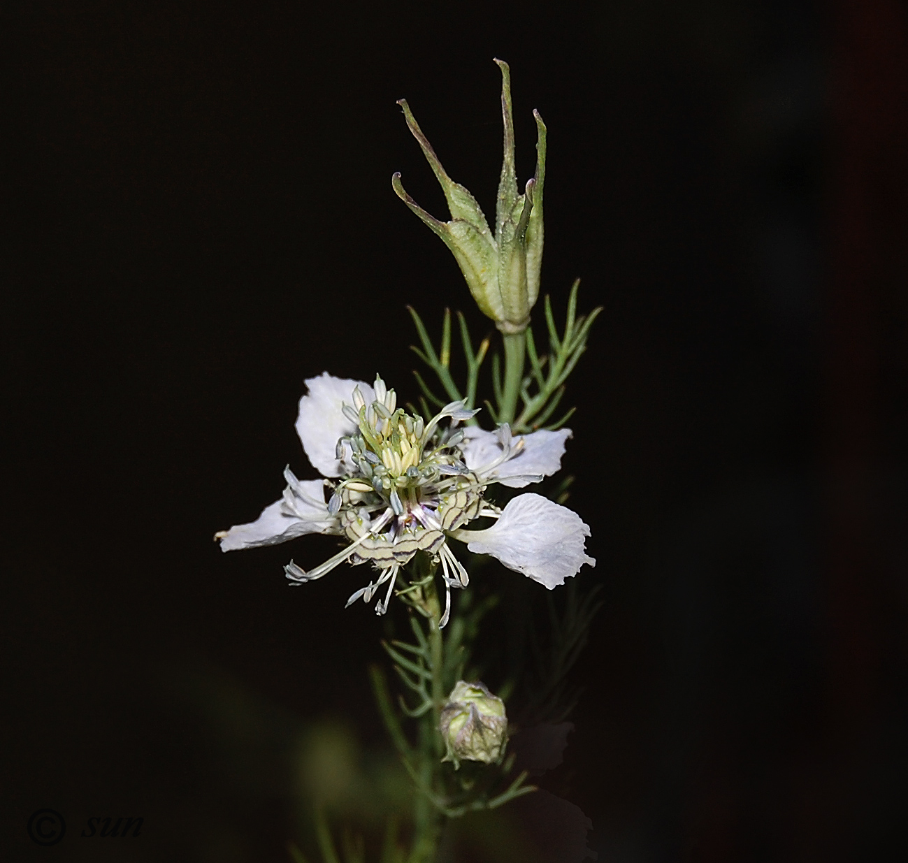 Image of Nigella arvensis specimen.