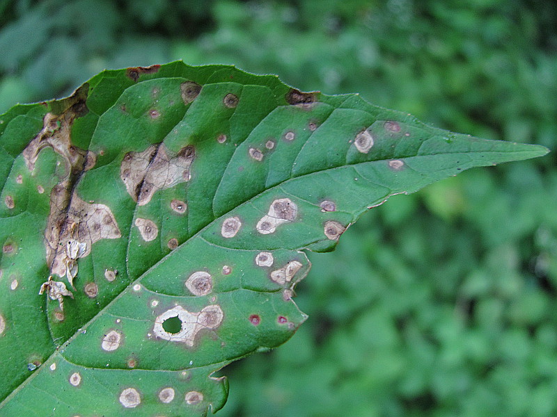 Изображение особи Circaea lutetiana.