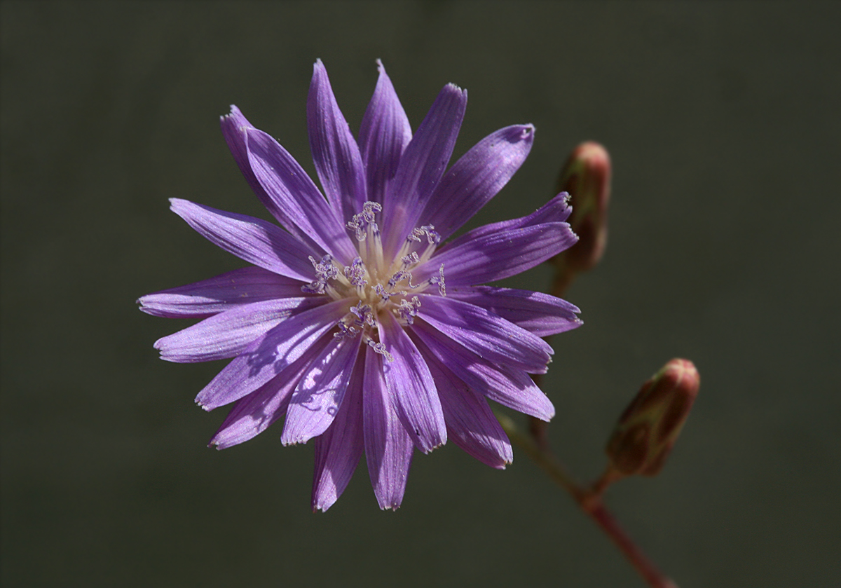 Image of Lactuca tatarica specimen.