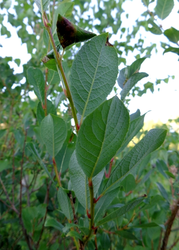 Изображение особи Salix starkeana.