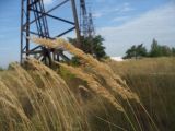 Calamagrostis epigeios