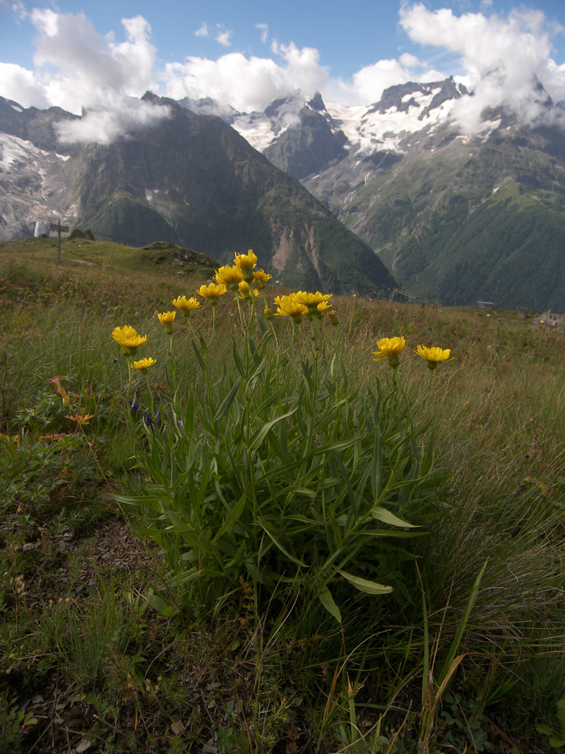 Изображение особи Hieracium umbellatum.