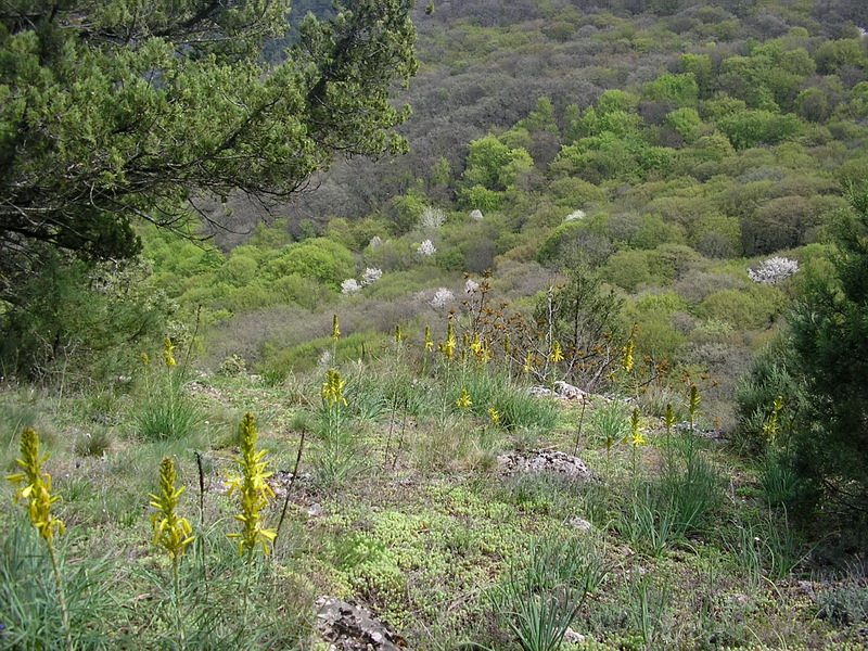 Изображение особи Asphodeline lutea.