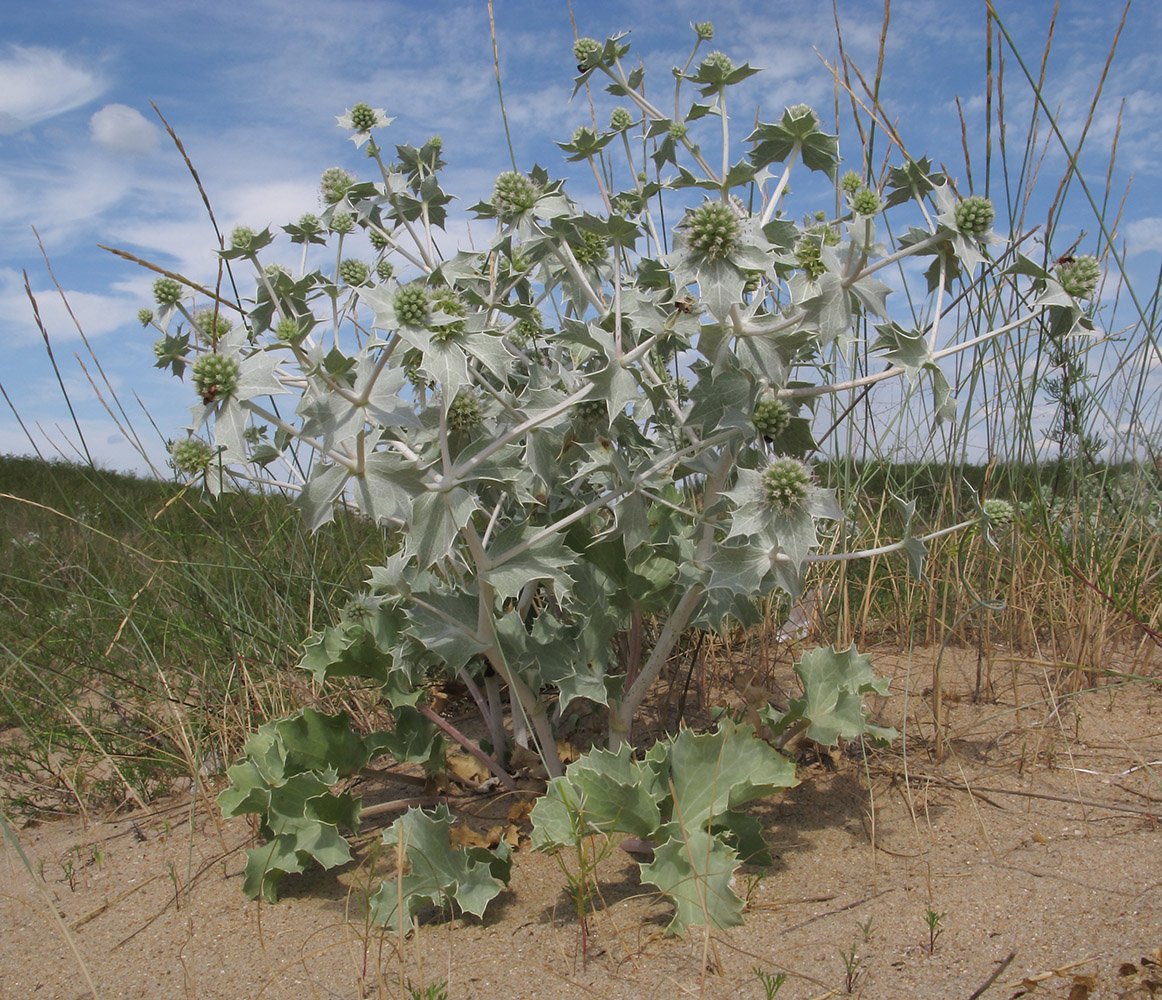 Изображение особи Eryngium maritimum.