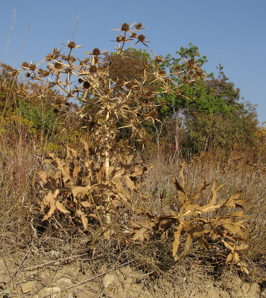 Image of Eryngium campestre specimen.