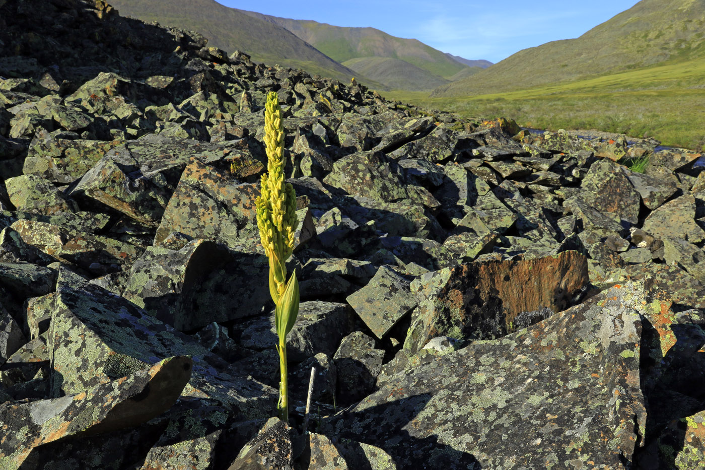 Image of genus Veratrum specimen.