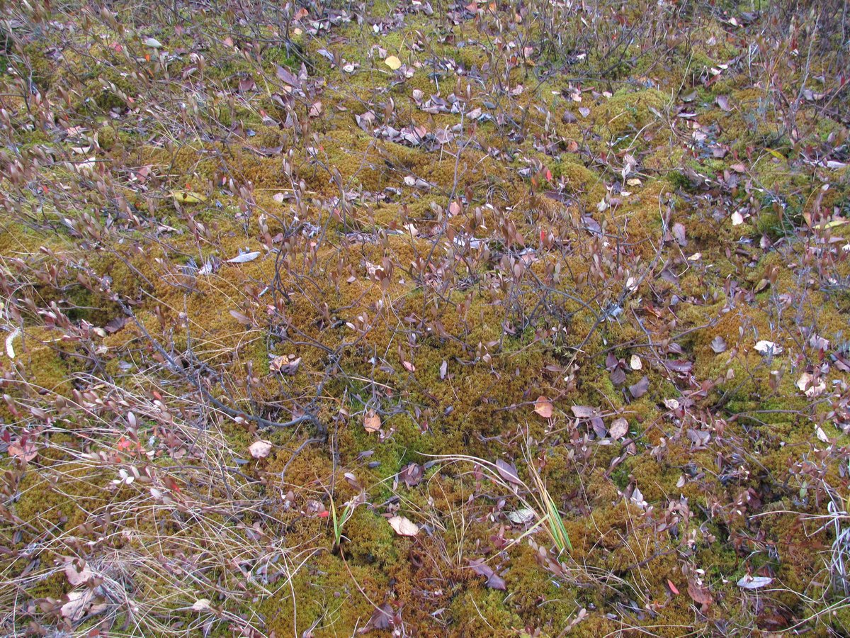 Image of Sphagnum teres specimen.