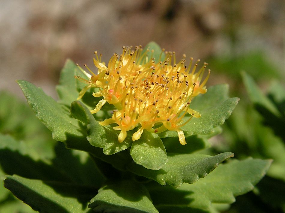 Изображение особи Rhodiola sachalinensis.