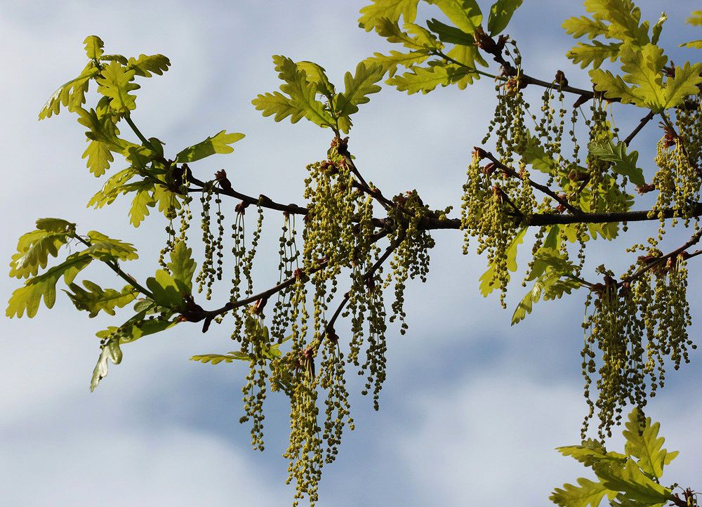 Image of Quercus robur specimen.