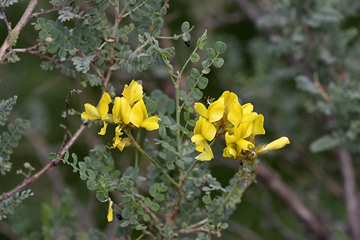 Изображение особи Calophaca tianschanica.