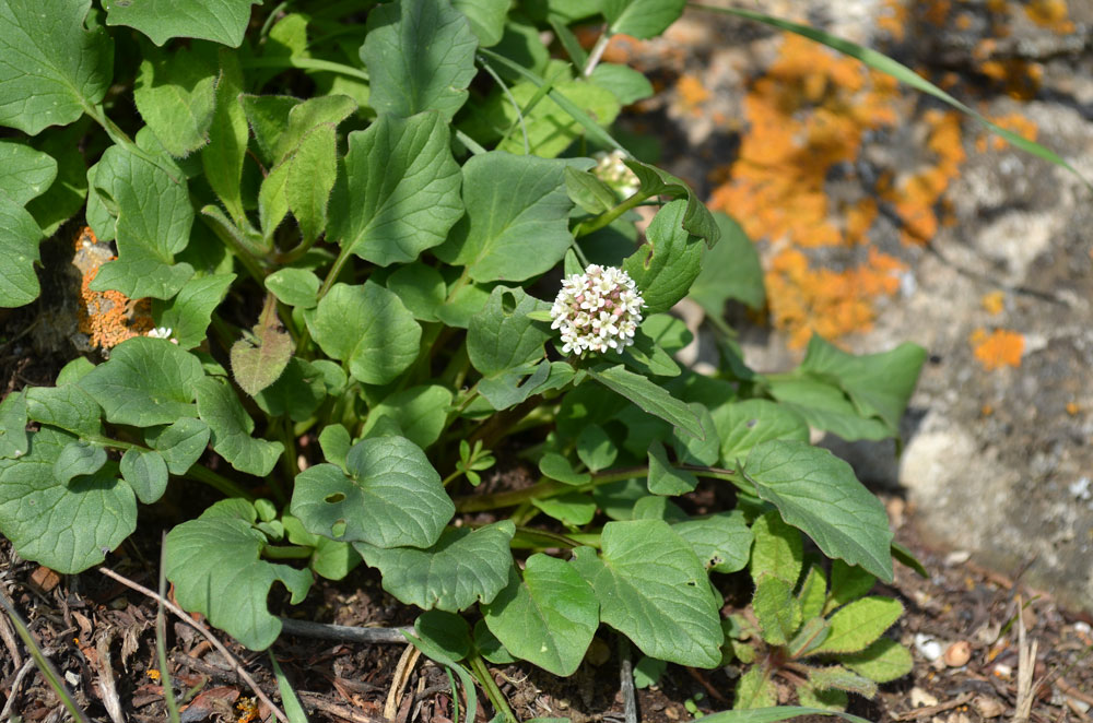 Image of Valeriana ficariifolia specimen.