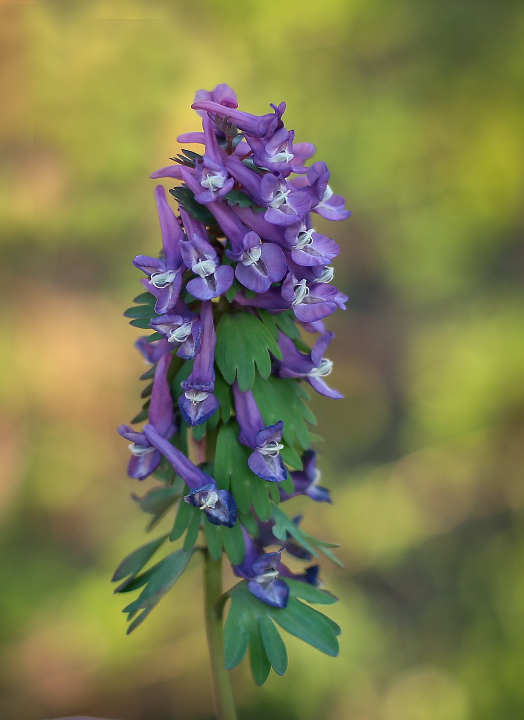 Изображение особи Corydalis solida.