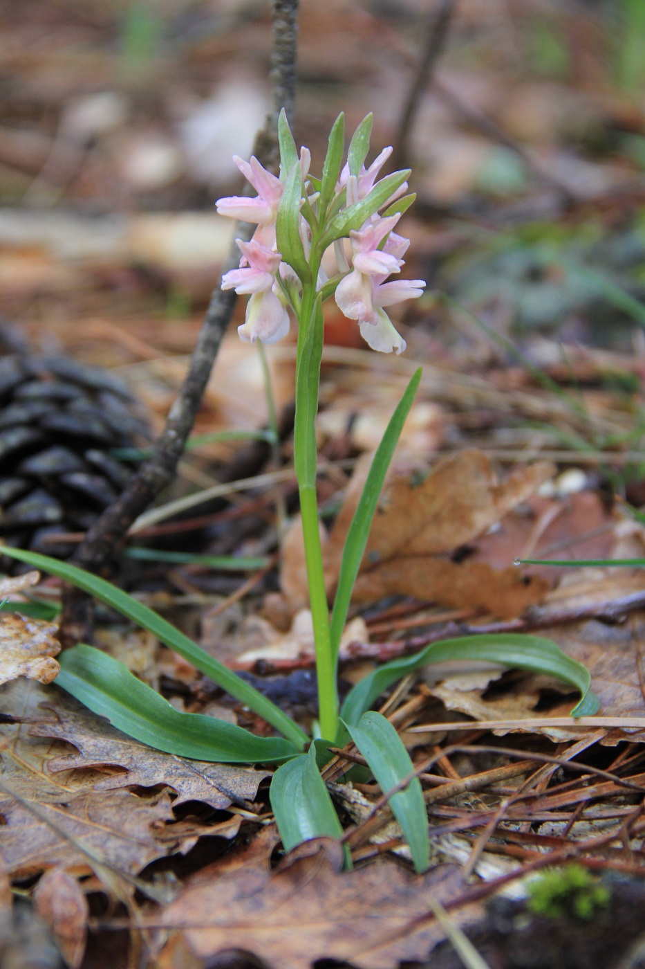 Изображение особи Dactylorhiza romana.