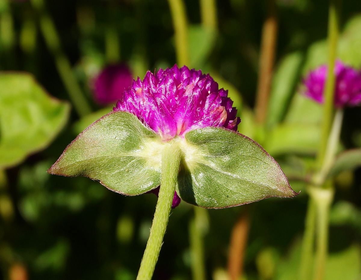 Image of Gomphrena globosa specimen.