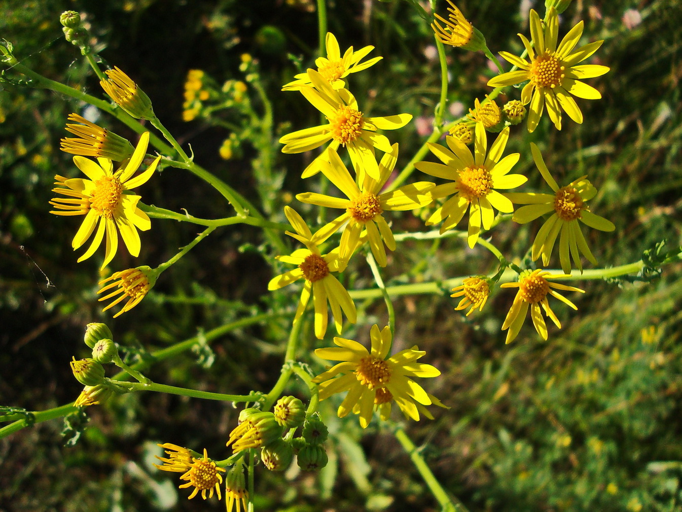 Изображение особи Senecio jacobaea.