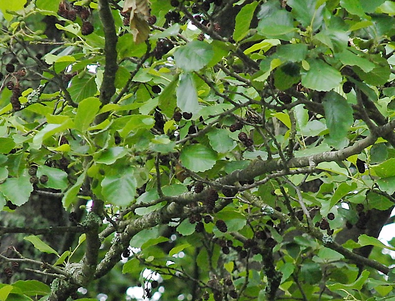 Image of Alnus glutinosa specimen.