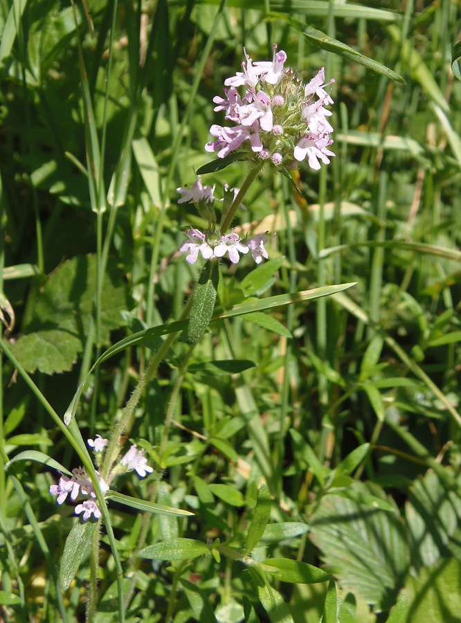 Изображение особи Thymus marschallianus.