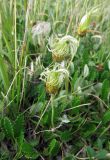 Dryas oxyodonta. Растение с незрелыми плодами. Республика Тува, Монгун-Тайгинский кожуун, горный массив Монгун-Тайга, южный склон долины р. Холаш, злаково-дриадовое сообщество. 20.07.2016.