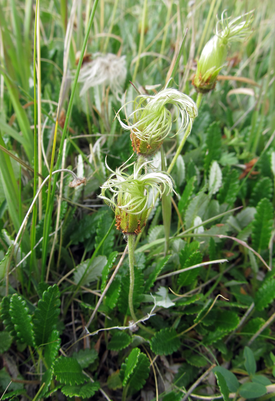 Изображение особи Dryas oxyodonta.