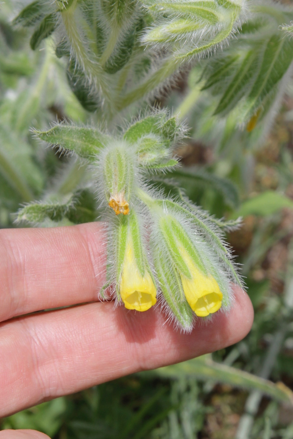 Image of Onosma dichroantha specimen.