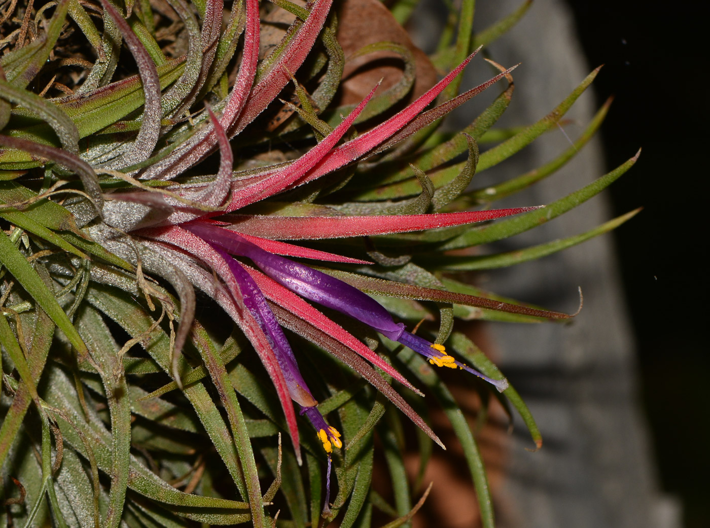 Изображение особи Tillandsia ionantha.