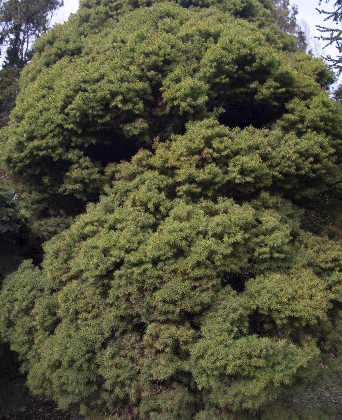 Image of Picea glauca specimen.