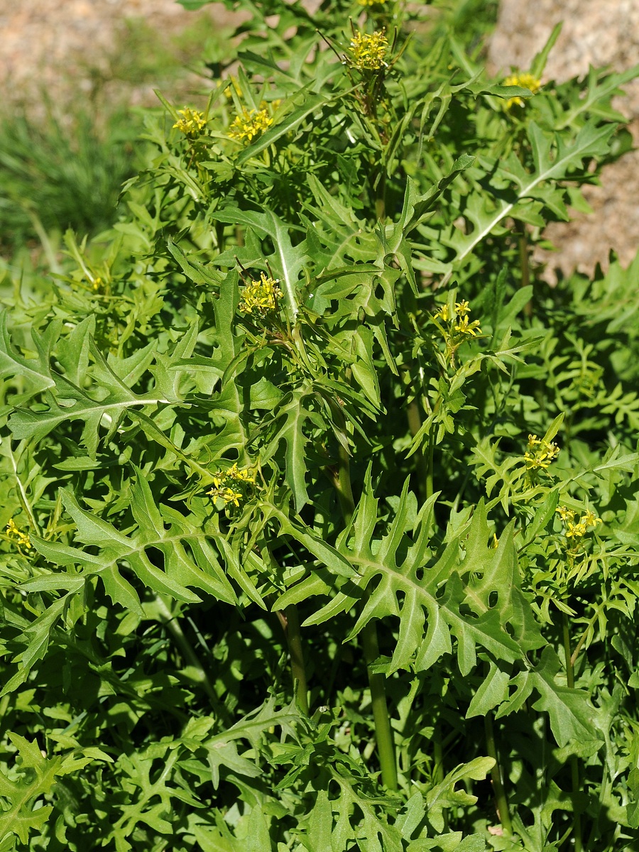 Image of Sisymbrium irio specimen.