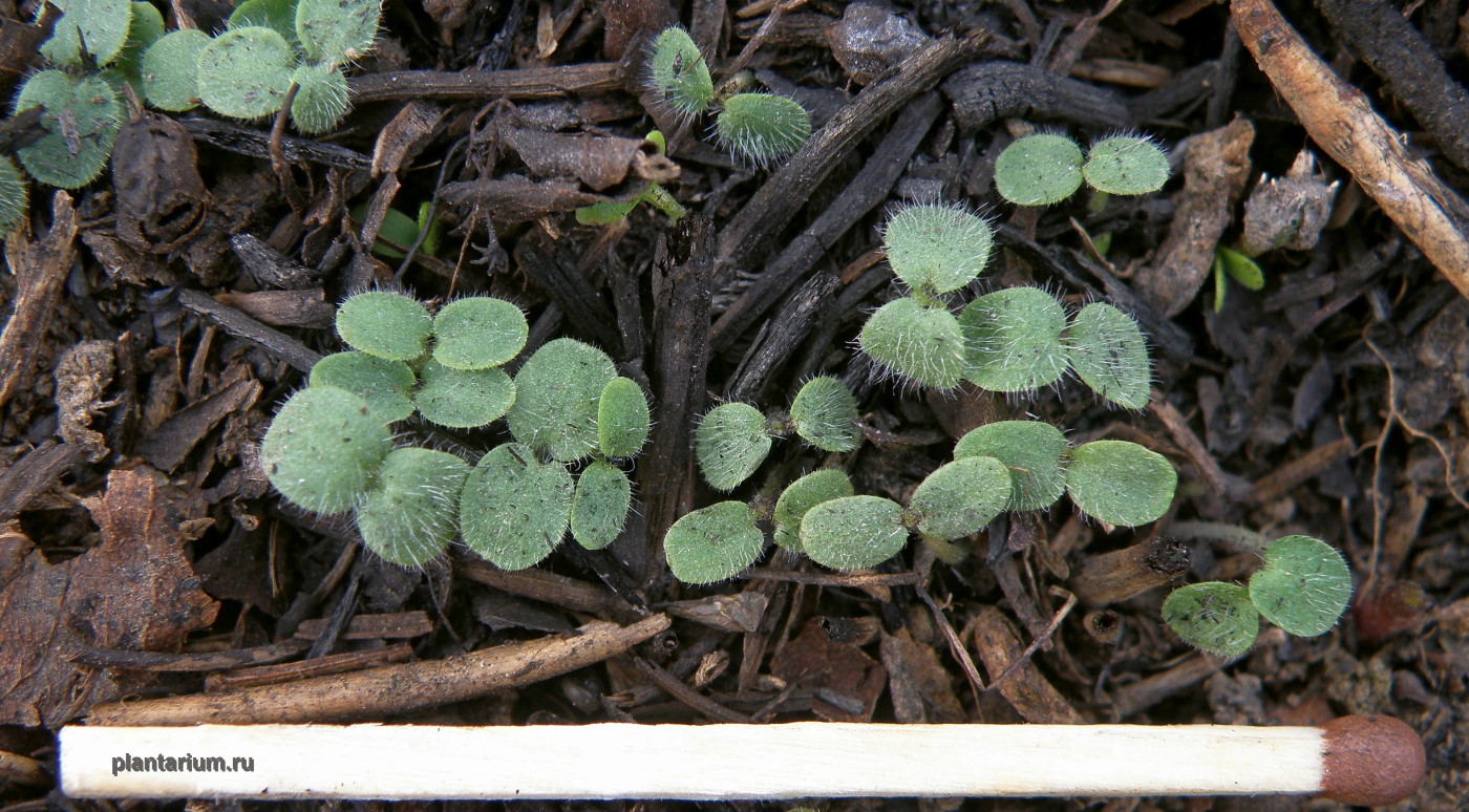 Image of Ballota nigra specimen.