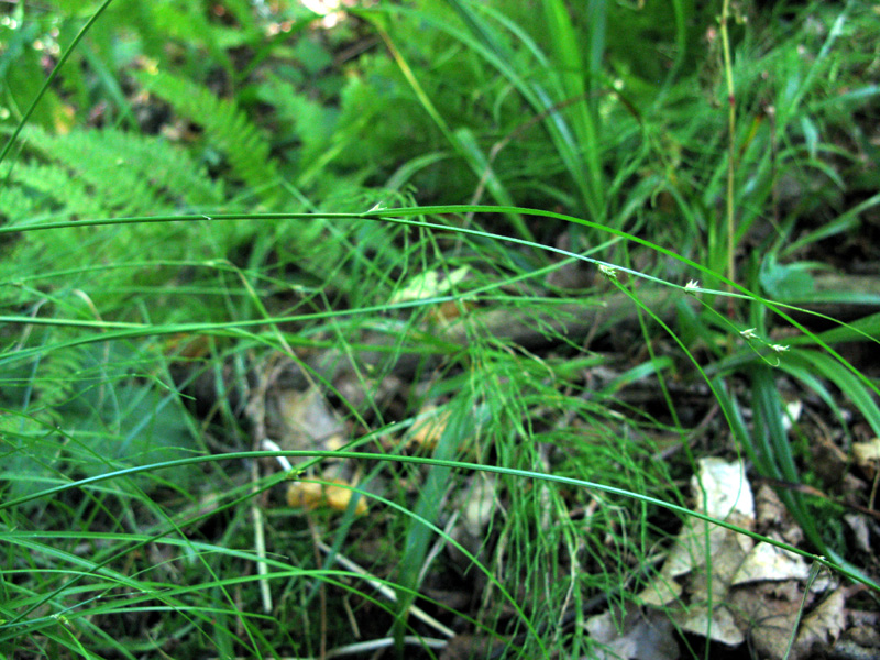 Image of Carex remota specimen.