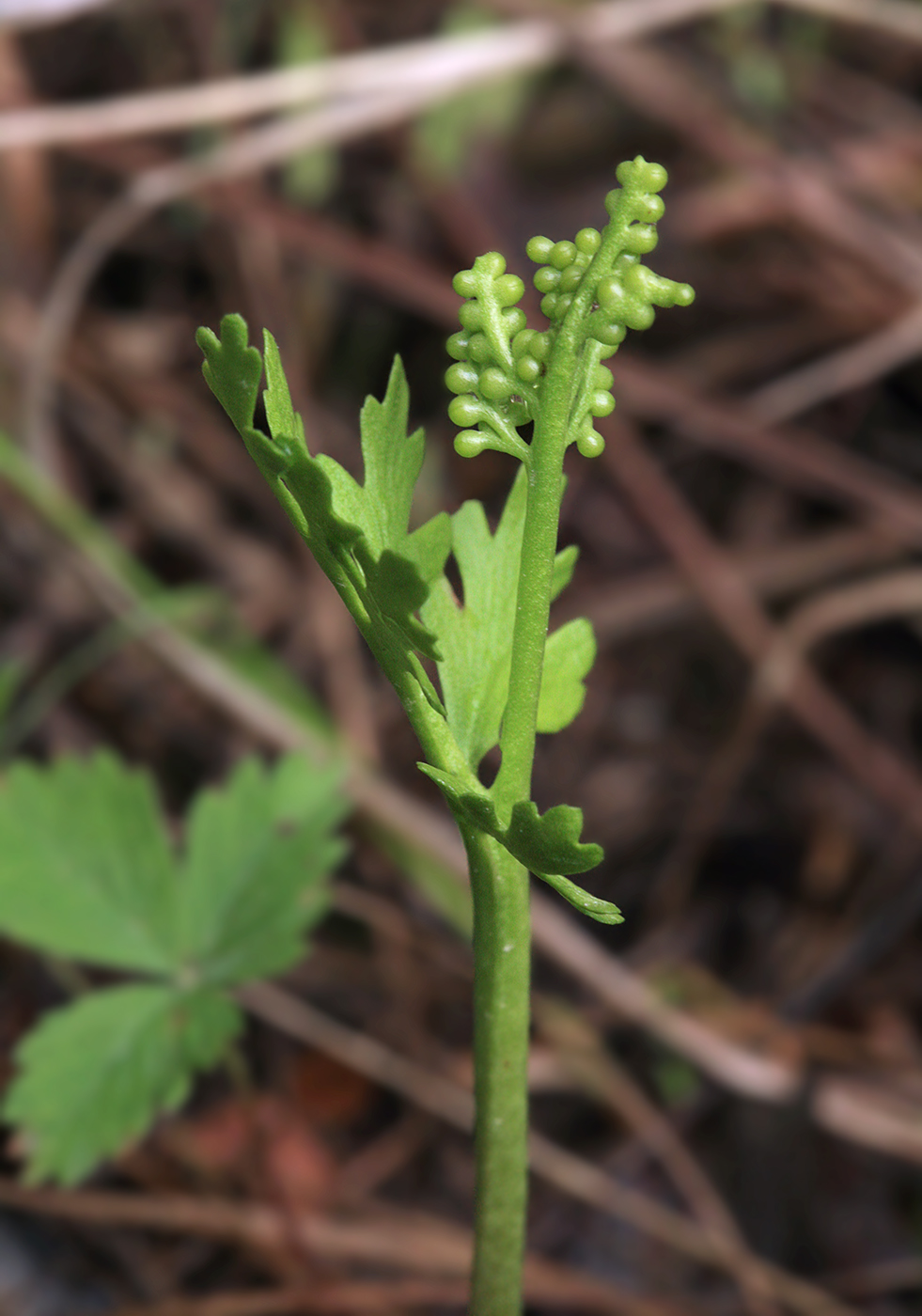 Изображение особи Botrychium boreale.