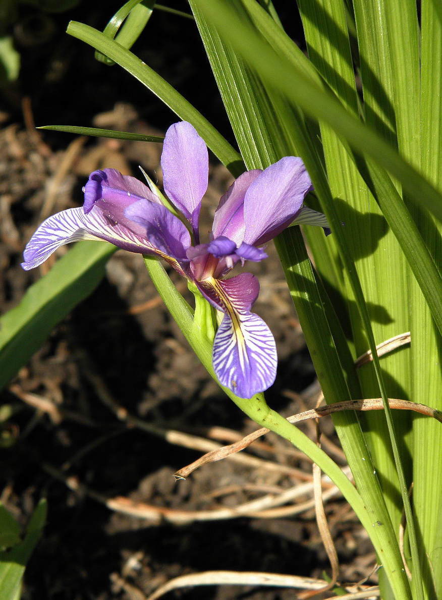 Изображение особи Iris graminea.