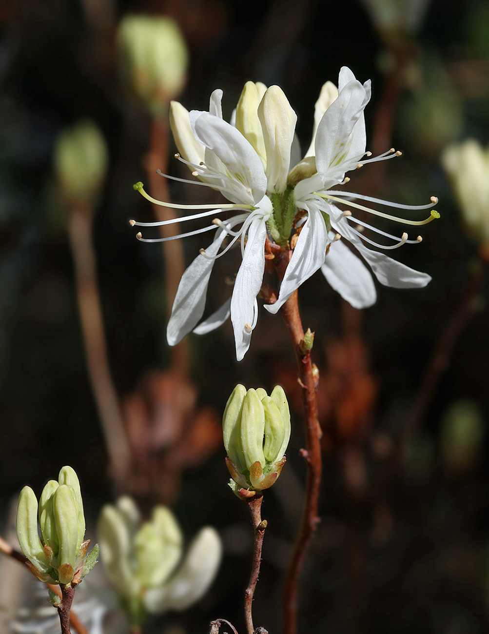 Изображение особи Rhododendron canadense.