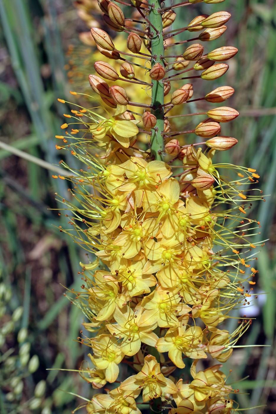 Изображение особи Eremurus ambigens.