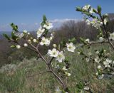 Prunus stepposa