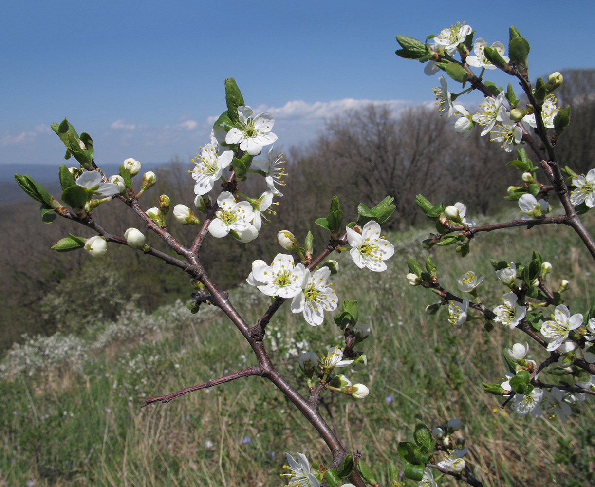 Image of Prunus stepposa specimen.