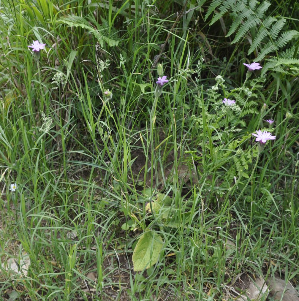 Изображение особи Knautia orientalis.