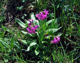 Primula nivalis