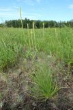 Plantago salsa