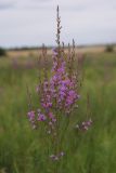 Lythrum virgatum