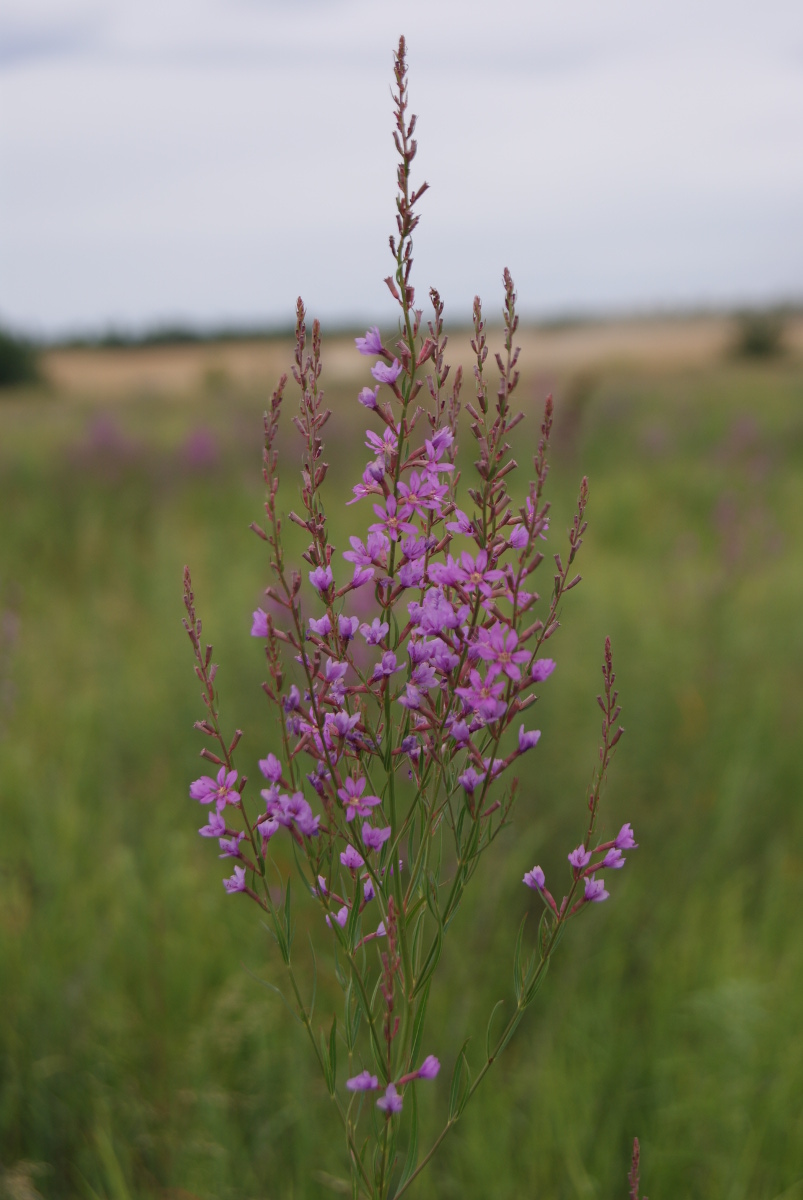 Image of Lythrum virgatum specimen.