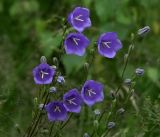 Campanula persicifolia. Верхушки побегов с бутонами и раскрывшимися цветками. Московская обл., Раменский р-н, окр. ж.-д. платформы Хрипань, просека под ЛЭП. 15.07.2017.