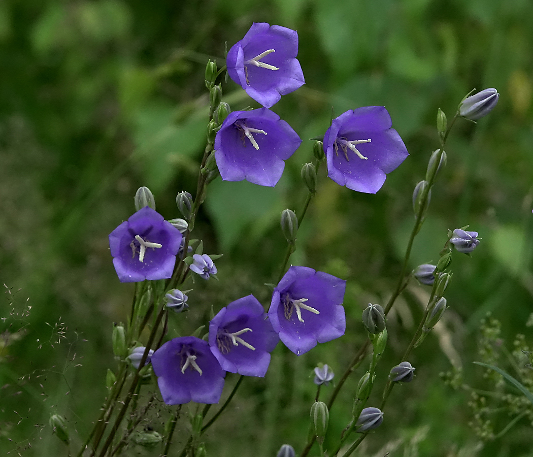 Image of Campanula persicifolia specimen.