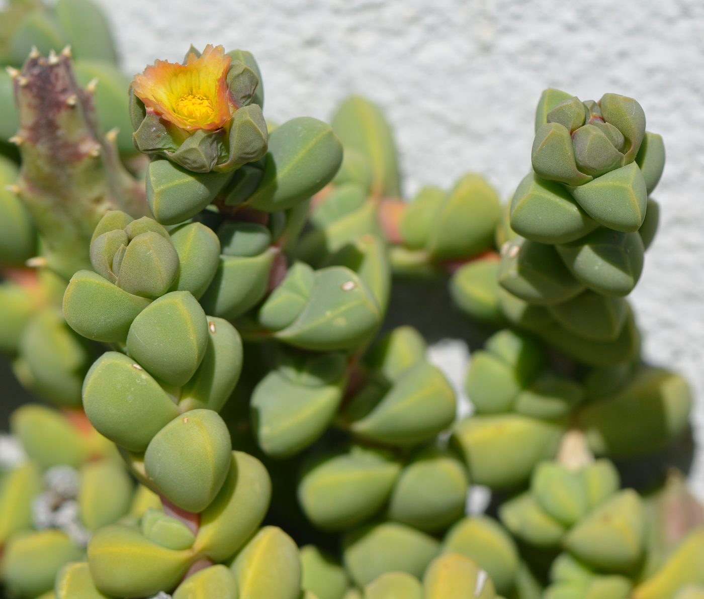 Image of Corpuscularia lehmannii specimen.