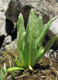 Primula bayernii. Вегетирующее растение. Кабардино-Балкария, Эльбрусский р-н, близ р. Ирикчат, ≈ 2900 м н.у.м. 28.07.2017.