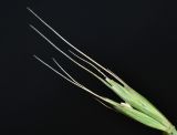 Elymus woroschilowii