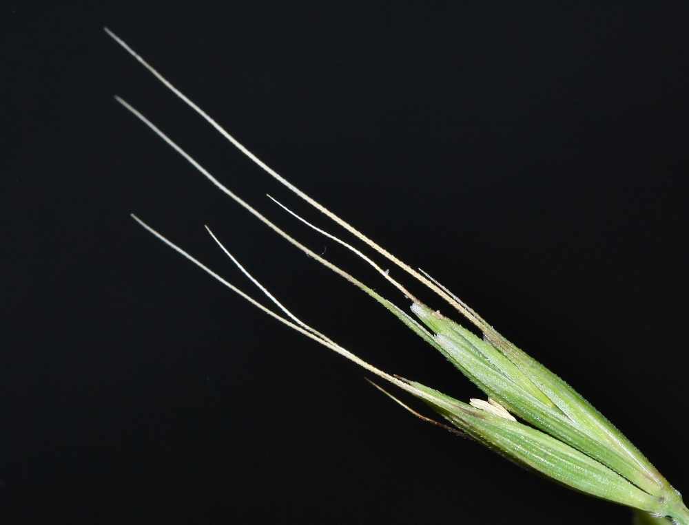 Изображение особи Elymus woroschilowii.