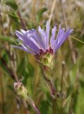 Aster bessarabicus