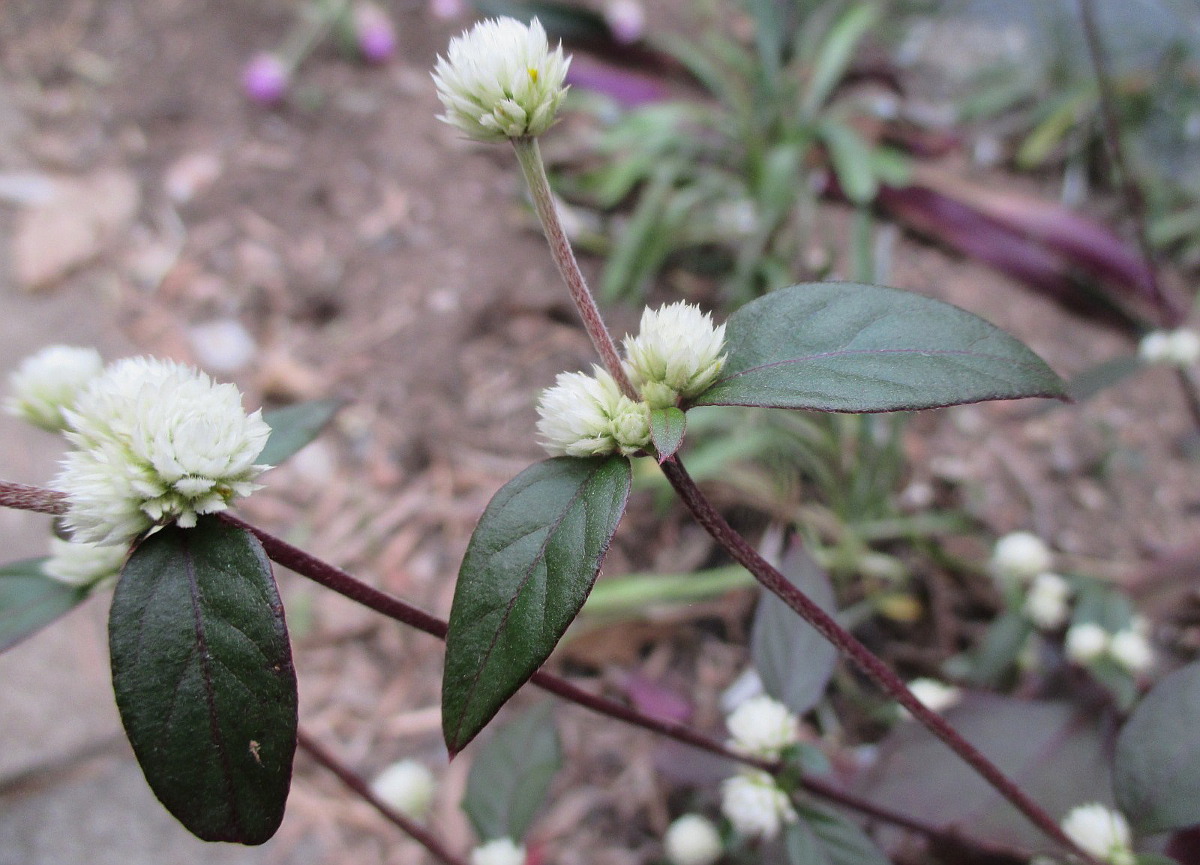 Image of Alternanthera brasiliana specimen.