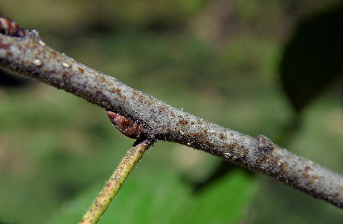 Image of Rhamnus cathartica specimen.