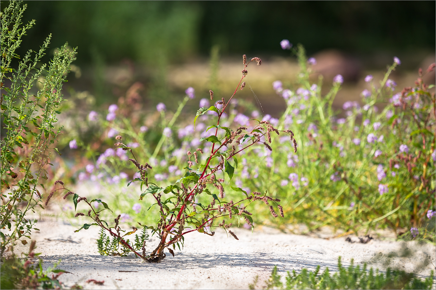 Image of Persicaria lapathifolia specimen.